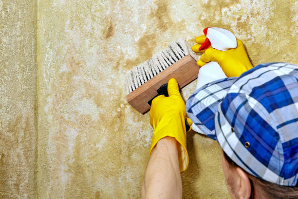 Mold Removal for HVAC Installations in Eatontown, NJ