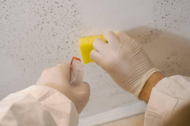 Best Emergency Mold Remediation  in Eatontown, NJ